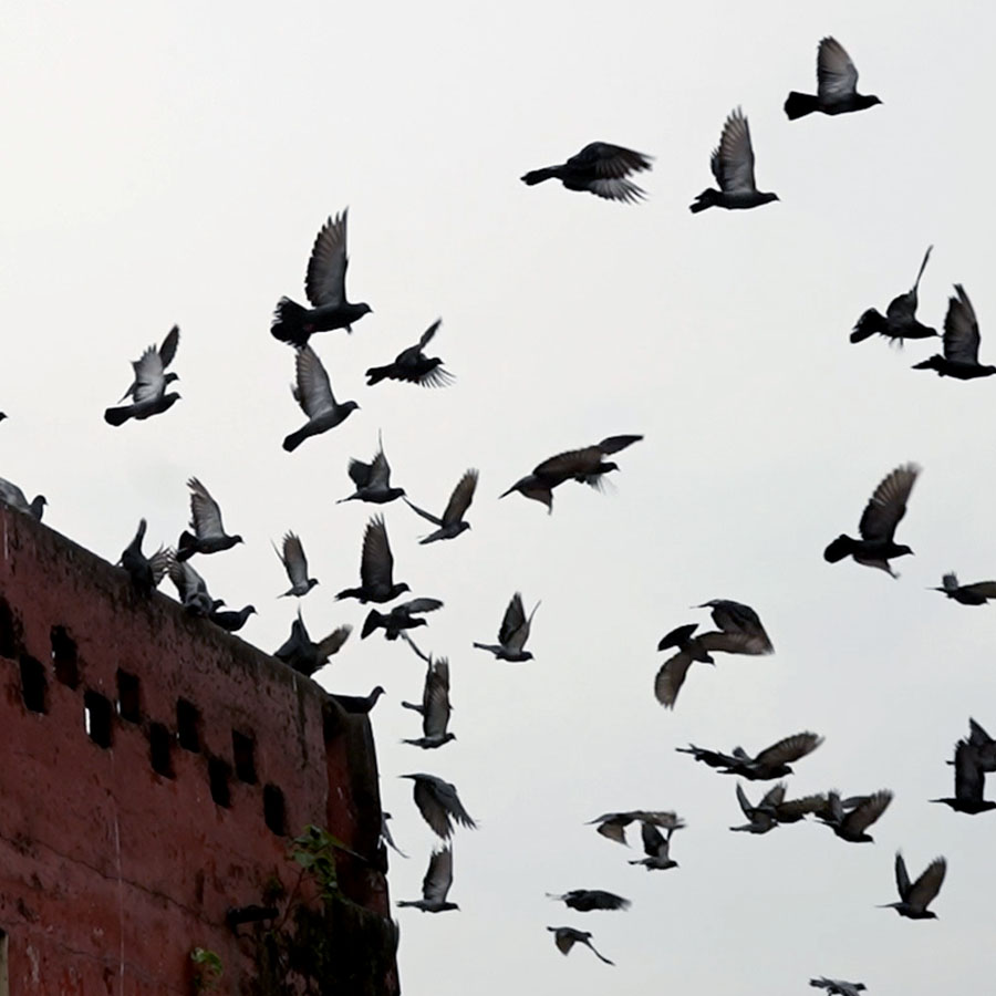 Pigeons can transmit several diseases to humans dgtl