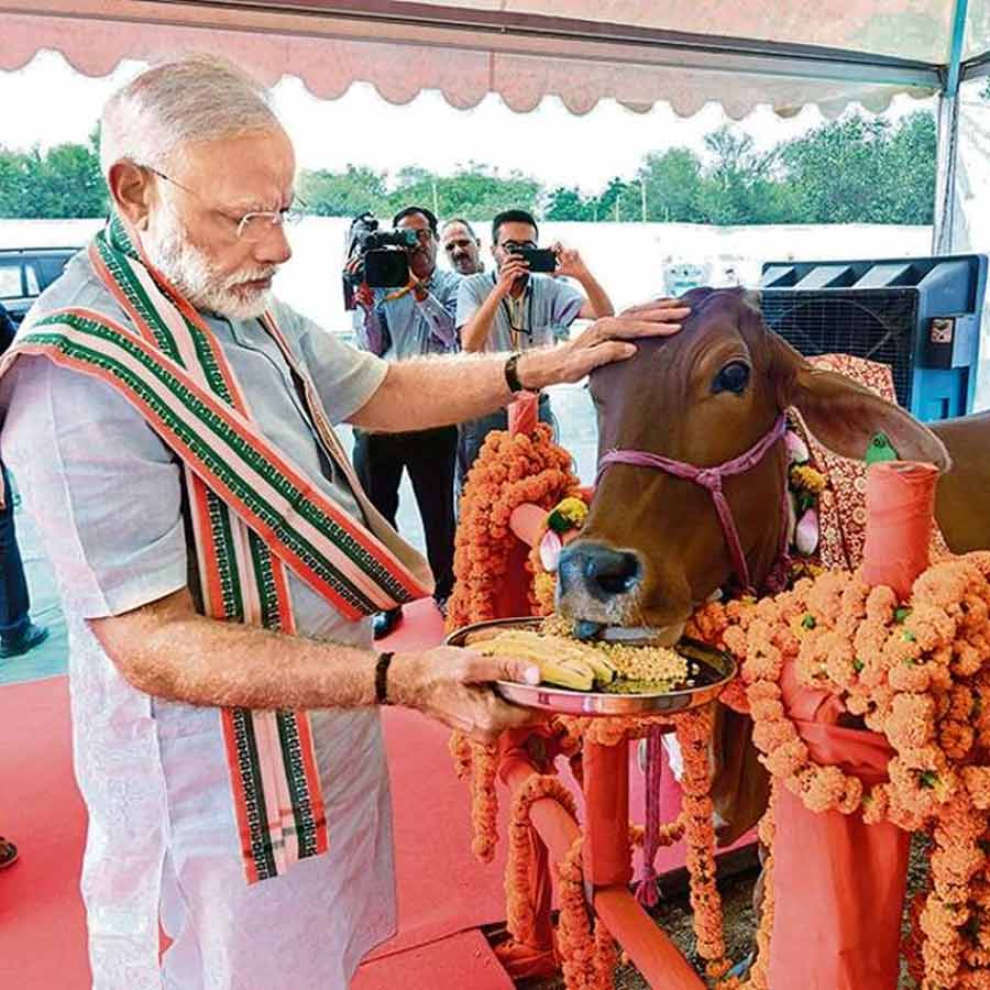 No plans to declare cow national animal, Centre tells Parliament