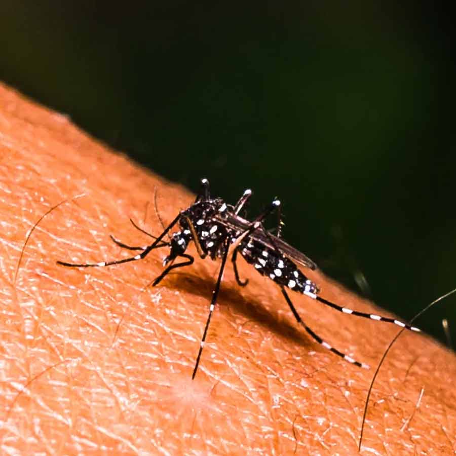 Research has started to prevent dengue deaths