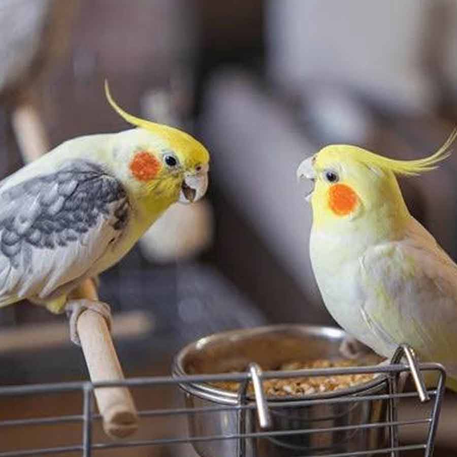 Here are some important steps to take care of Parrot for beginners