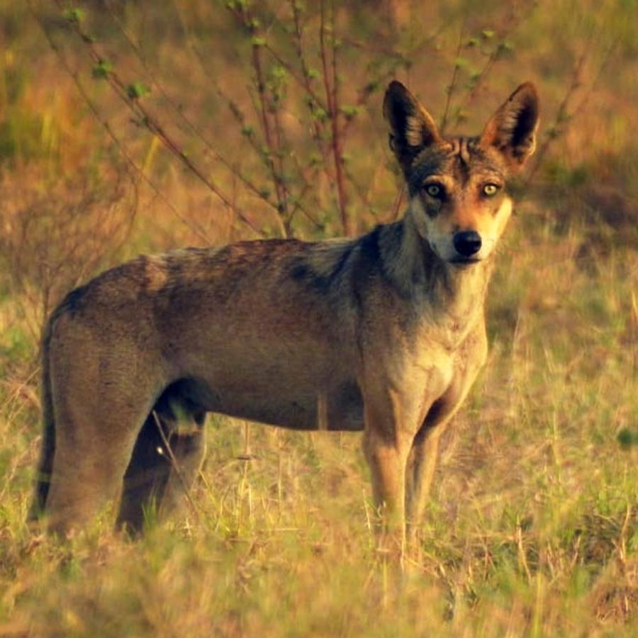 Concern rises as the number of wolves is increasing in several districts
