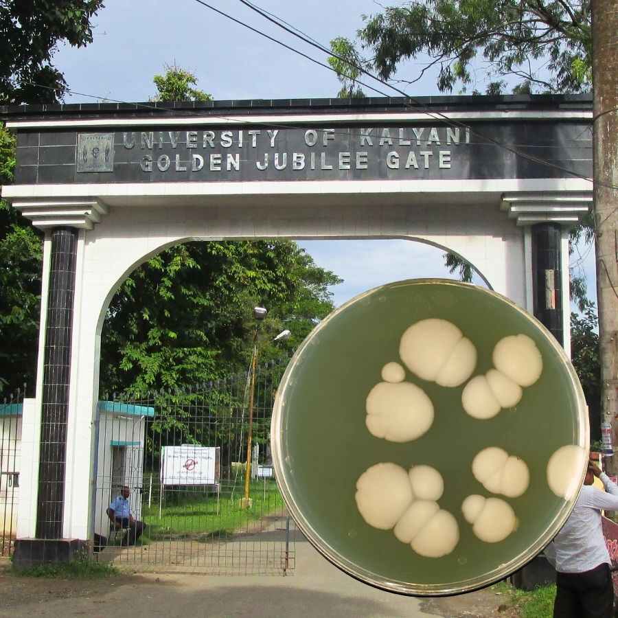 Kalyani University is conducting research on the \'fungus\' that lives in the human body.