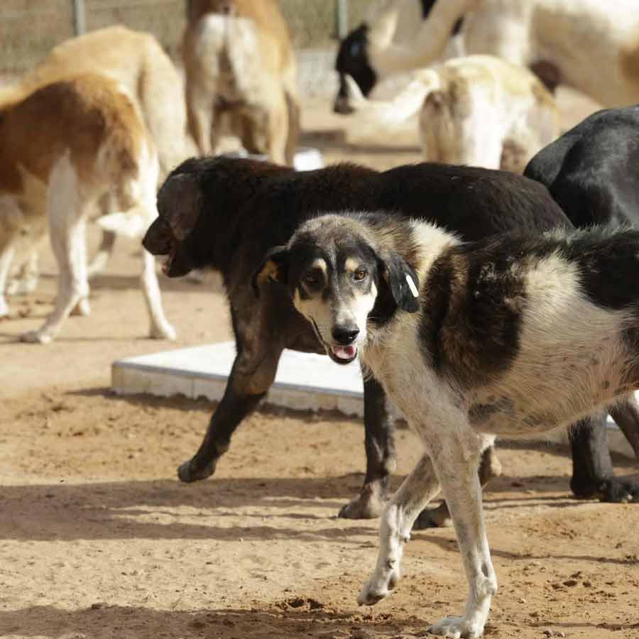 Netherlands is a country that has a police force to protect them