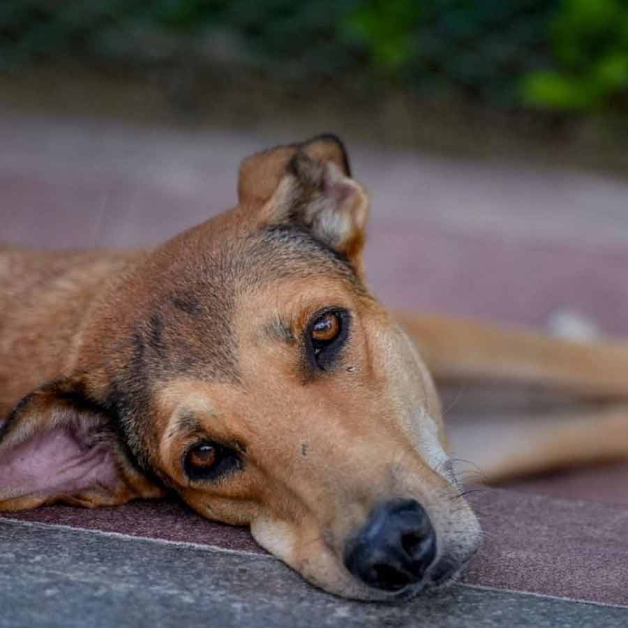 Netherlands is a country that has a police force to protect them