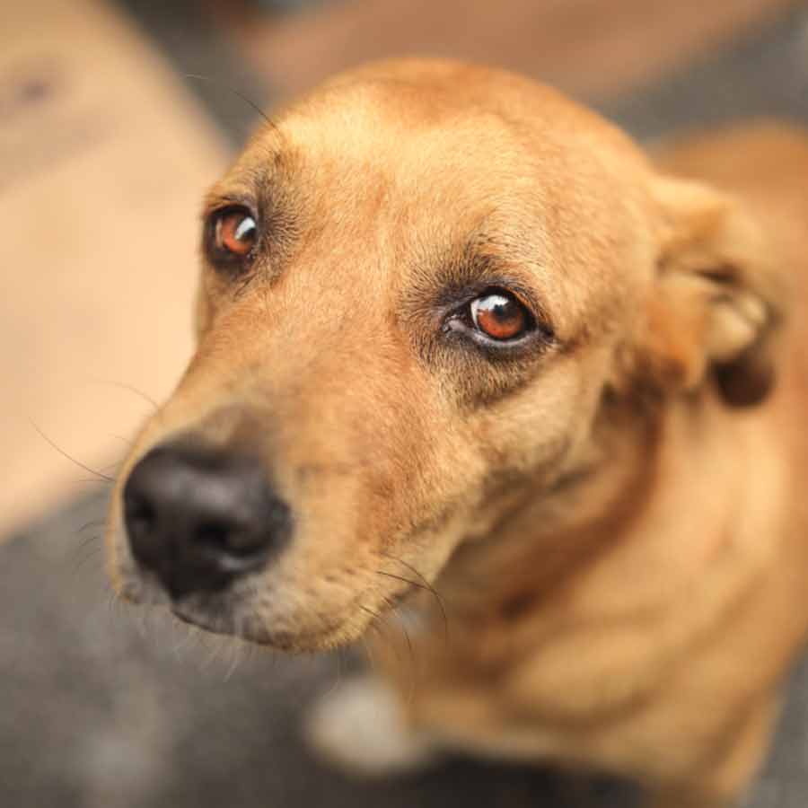 Netherlands is a country that has a police force to protect them