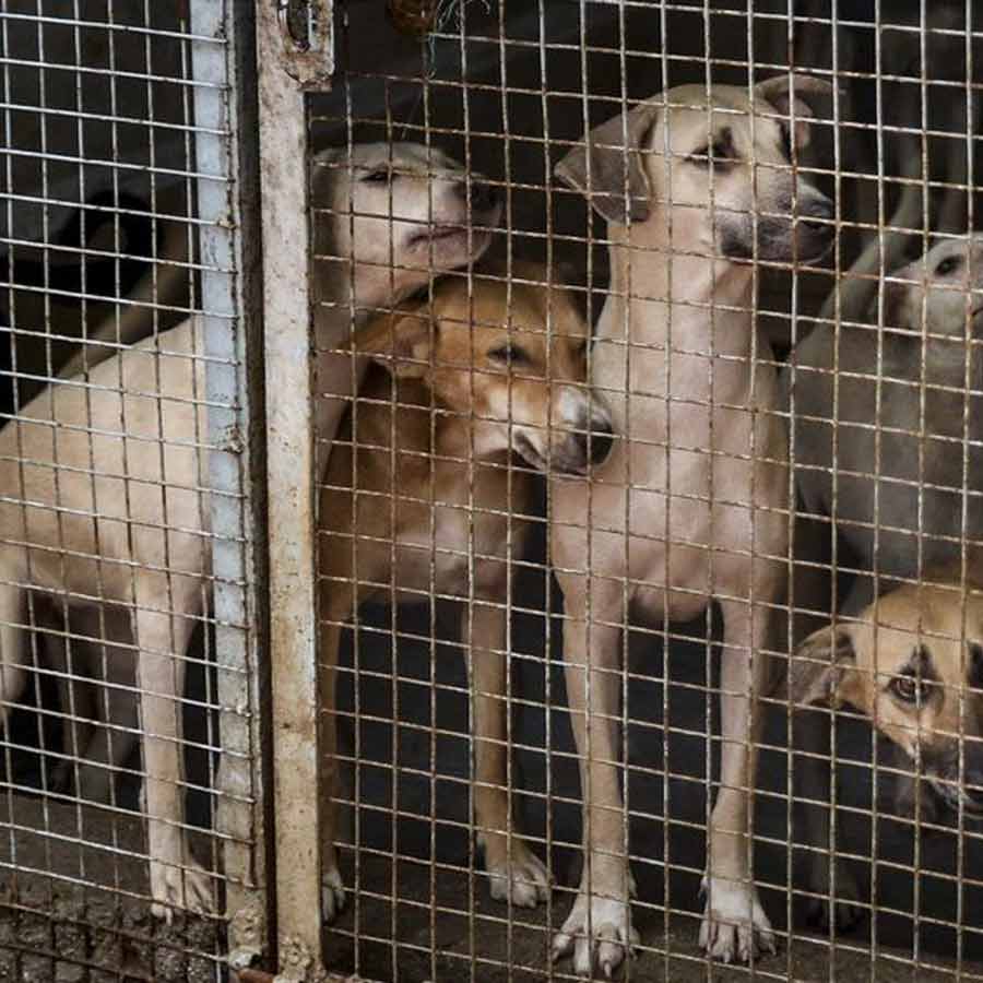 Netherlands is a country that has a police force to protect them