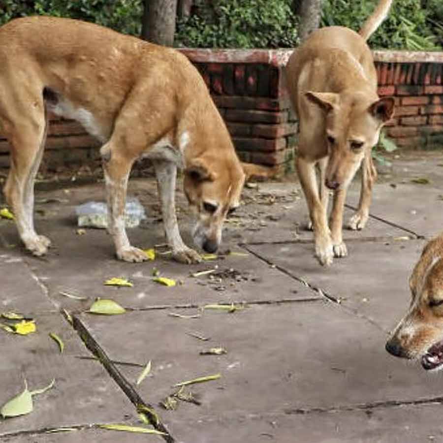Netherlands is a country that has a police force to protect them