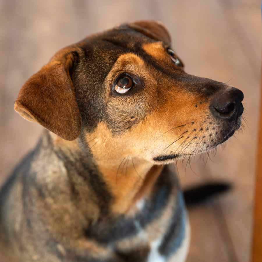 Netherlands is a country that has a police force to protect them