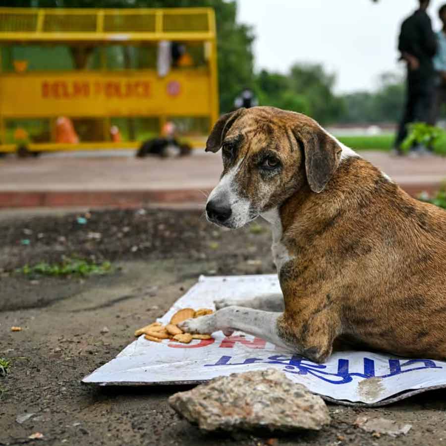 Netherlands is a country that has a police force to protect them