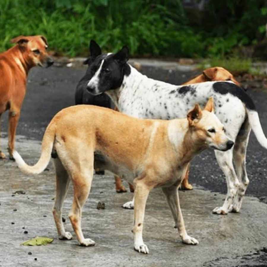 Netherlands is a country that has a police force to protect them