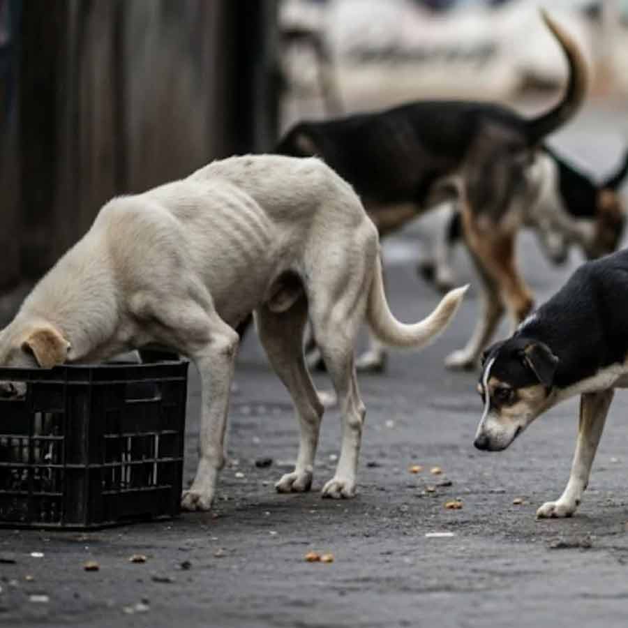Netherlands is a country that has a police force to protect them