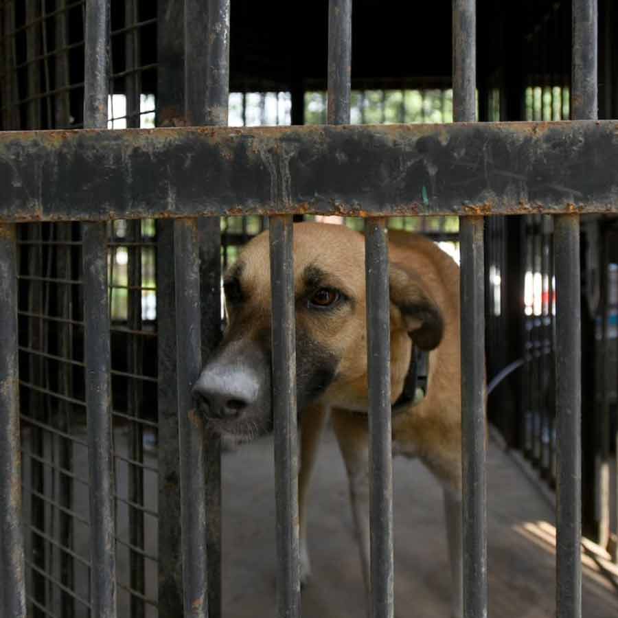 Netherlands is a country that has a police force to protect them