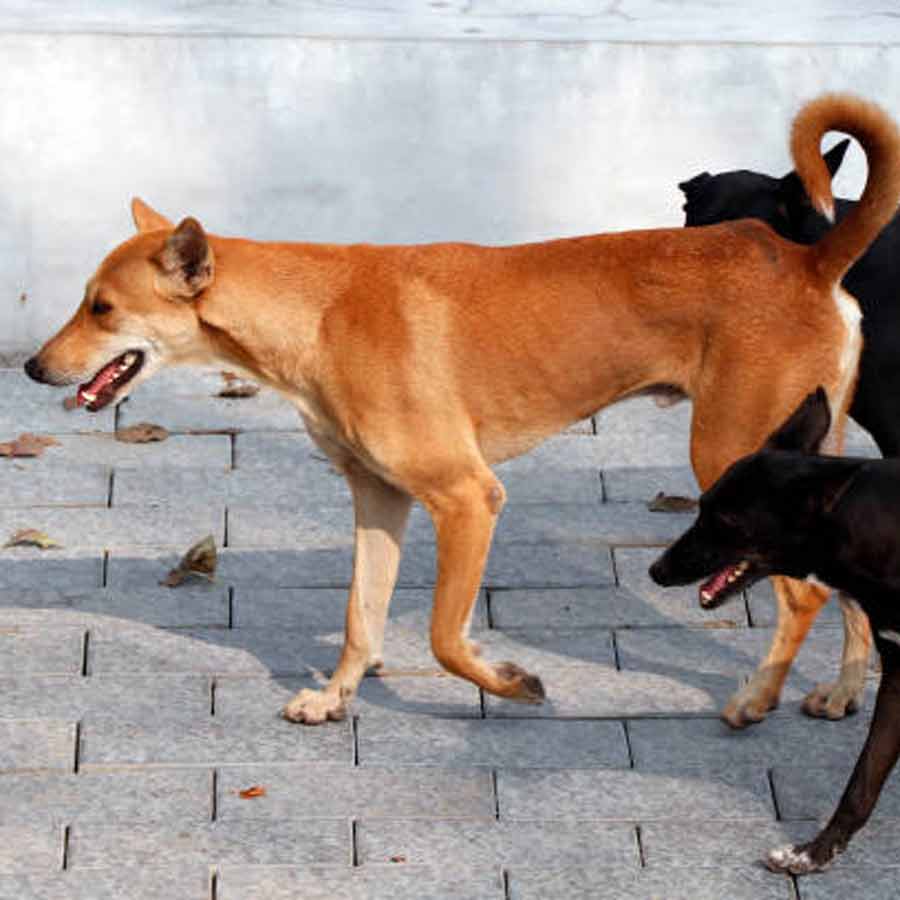 Netherlands is a country that has a police force to protect them