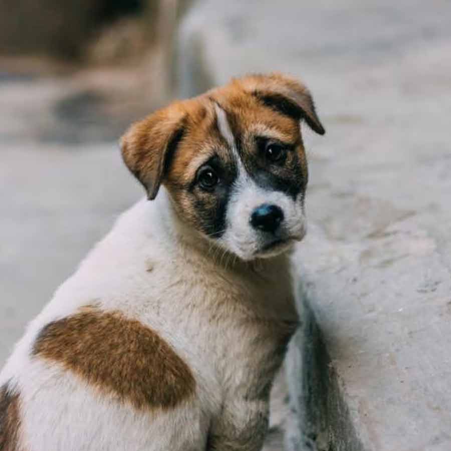 Netherlands is a country that has a police force to protect them