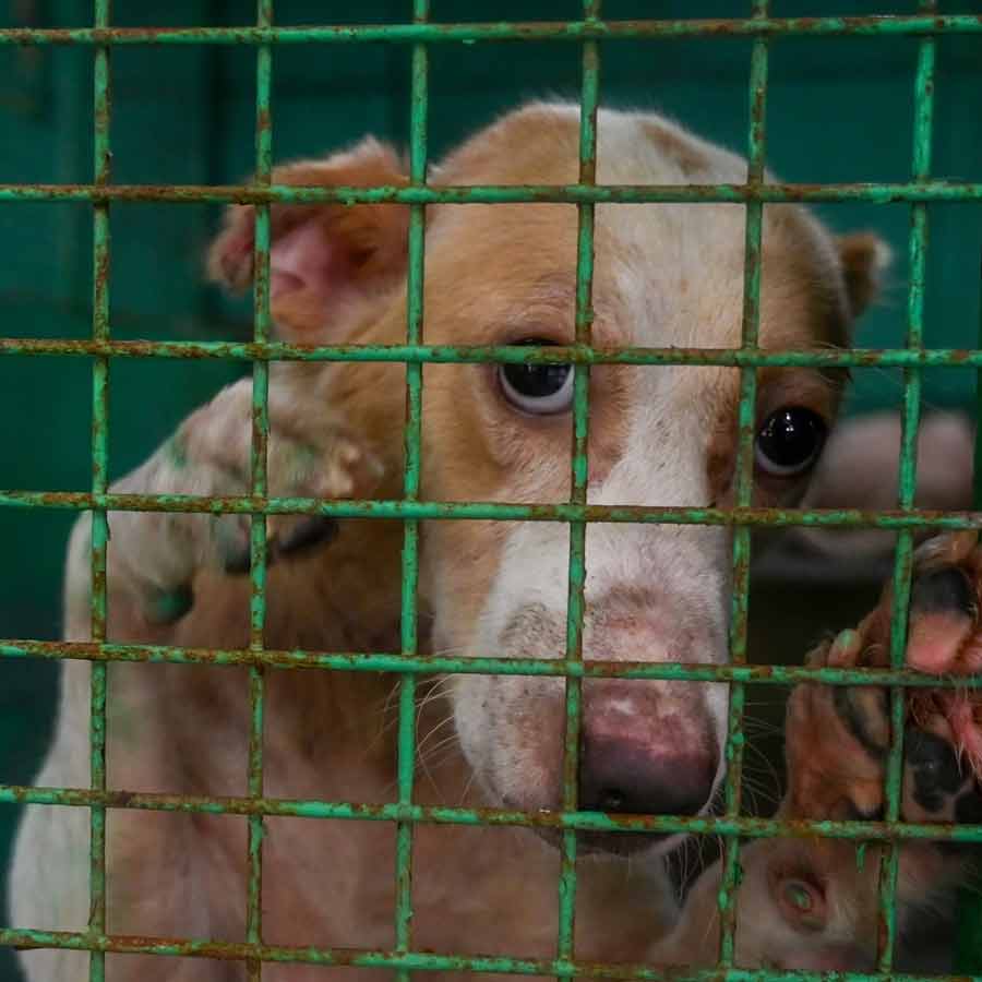 Netherlands is a country that has a police force to protect them