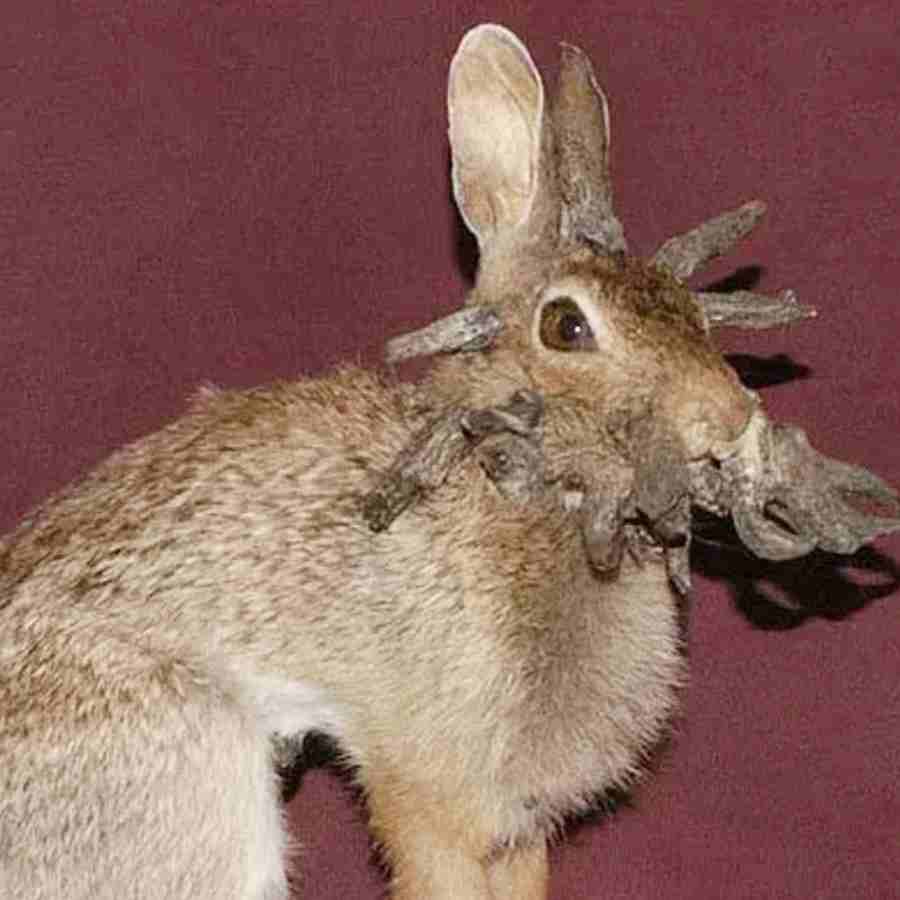 মাথার চারদিকে গজাচ্ছে শিং।