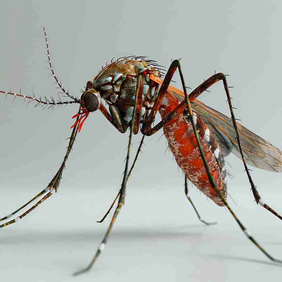 Bidhannagar Administration worried about dengue situation due to untimely rainfall