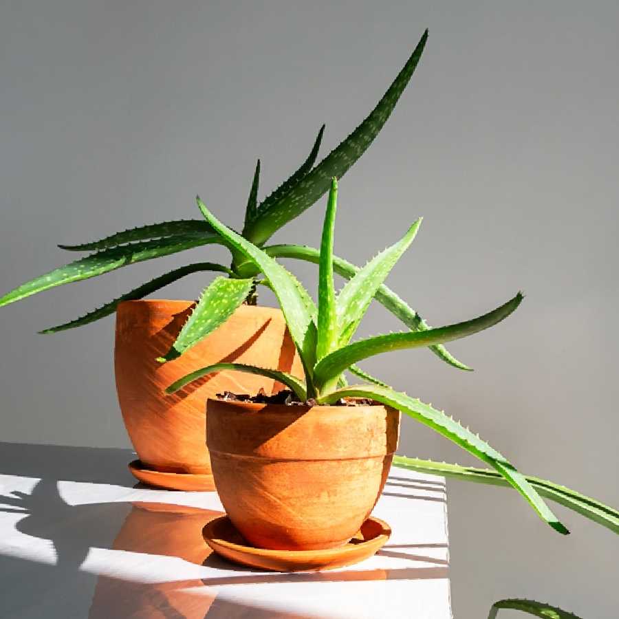 রূপচর্চা হোক বা ওজন ঝরানো, অ্যালো ভেরাই ভরসা! বাড়িতে কী ভাবে পরিচর্যা করবেন গাছটির?