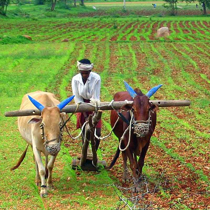 Indian farmers urged to PM Narendra Modi for ban on US companies amid Donald Trump’s tariff war