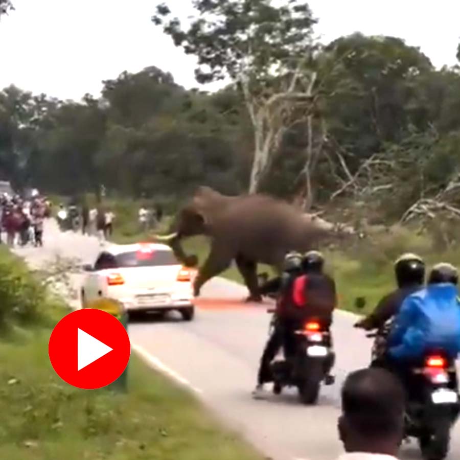 Video shows man injured while taking selfie with elephant