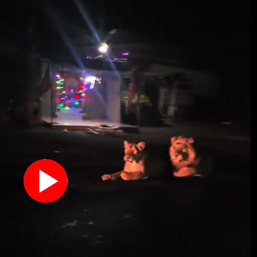 Video of lion and lioness sitting together in front of temple in Gujarat goes viral dgtl