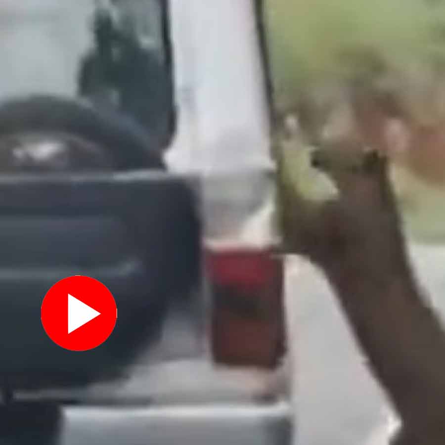 boy was attacked by a leopard during a wildlife safari