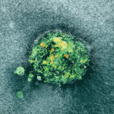 Scientists Capture First-Ever Video of Human Embryo Implantation, Unlocking Fertility Insights dgtl