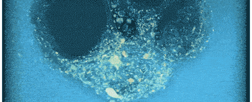 মায়ের জরায়ুতে কী ভাবে ভ্রূণের প্রতিস্থাপন ঘটে, তা এত কাল স্বচক্ষে দেখেননি বিজ্ঞানীরা। এই প্রথম বার সেই প্রক্রিয়া নিজেদের চোখে দেখে চমকে গেলেন তাঁরা।