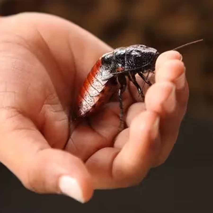 German Startup Company develops special AI tool to turn cockroaches into spies