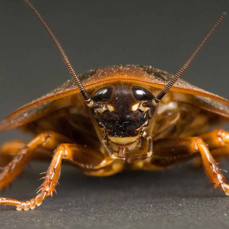 German Startup Company develops special AI tool to turn cockroaches into spies