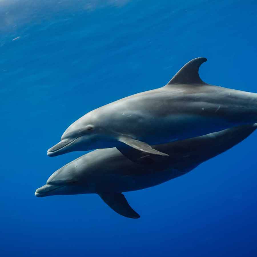 German Startup Company develops special AI tool to turn cockroaches into spies