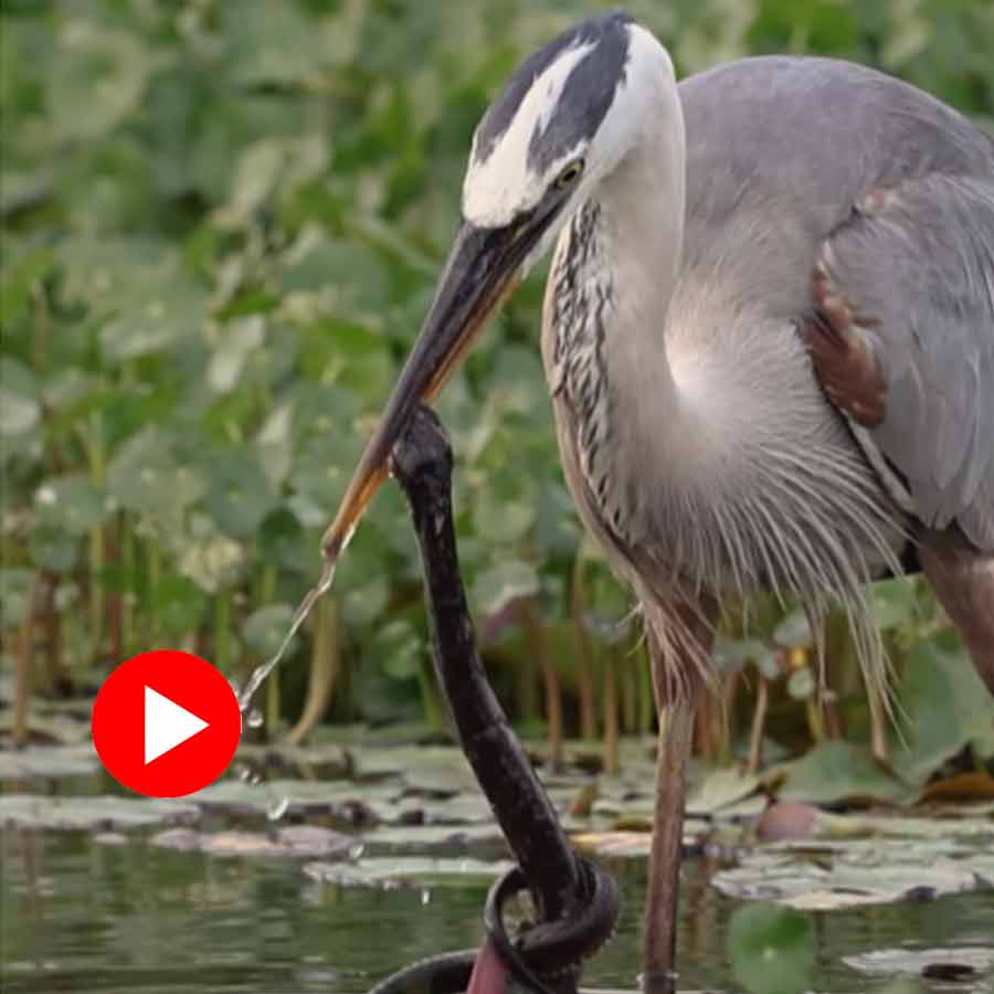 Video of heron eating snake goes viral dgtl