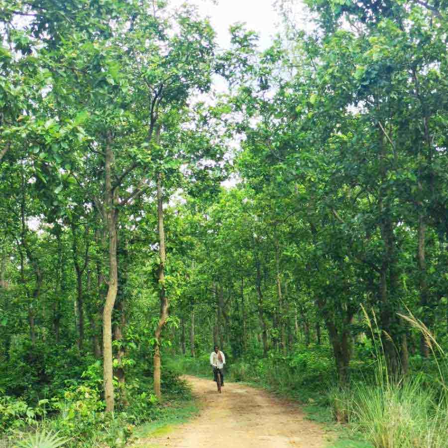 জঙ্গল পথের শোভা উপভোগ করা যায় কলকাতার কাছেই।