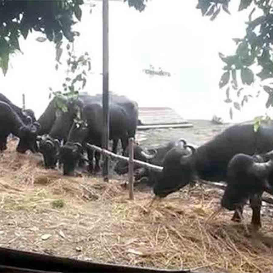A cowshed owner of Sagardighi in trouble with seized cows and buffaloes that are staying in his cowshed