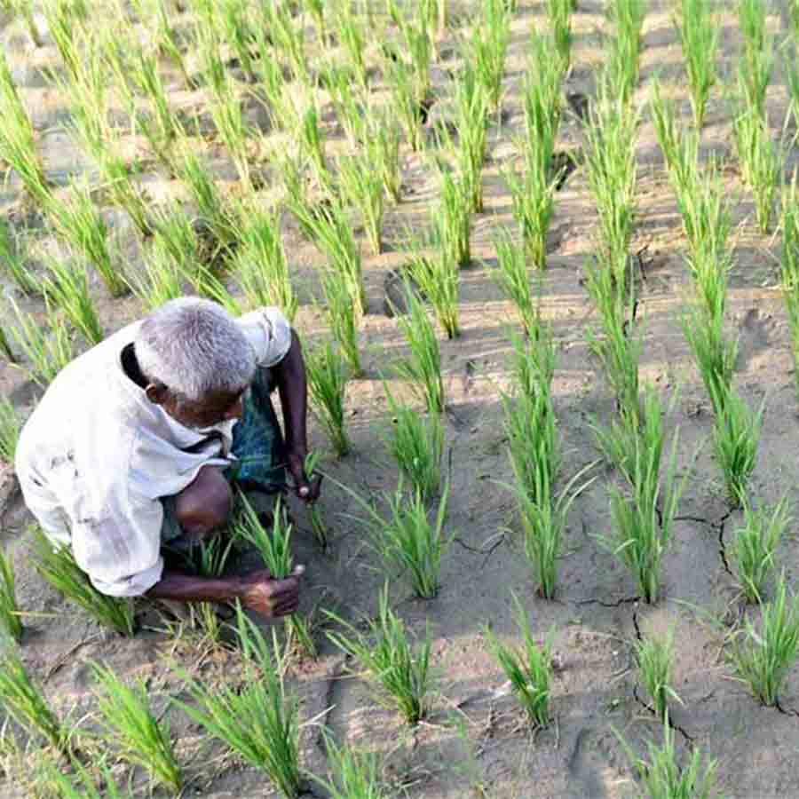 farmers hope profits as Amon rice plantation was done on time