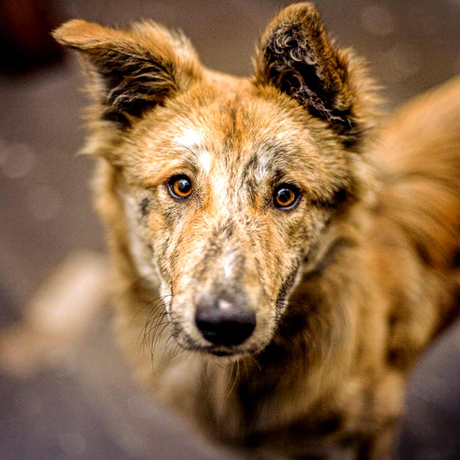 Different rules for stray dogs management in different countries dgtl