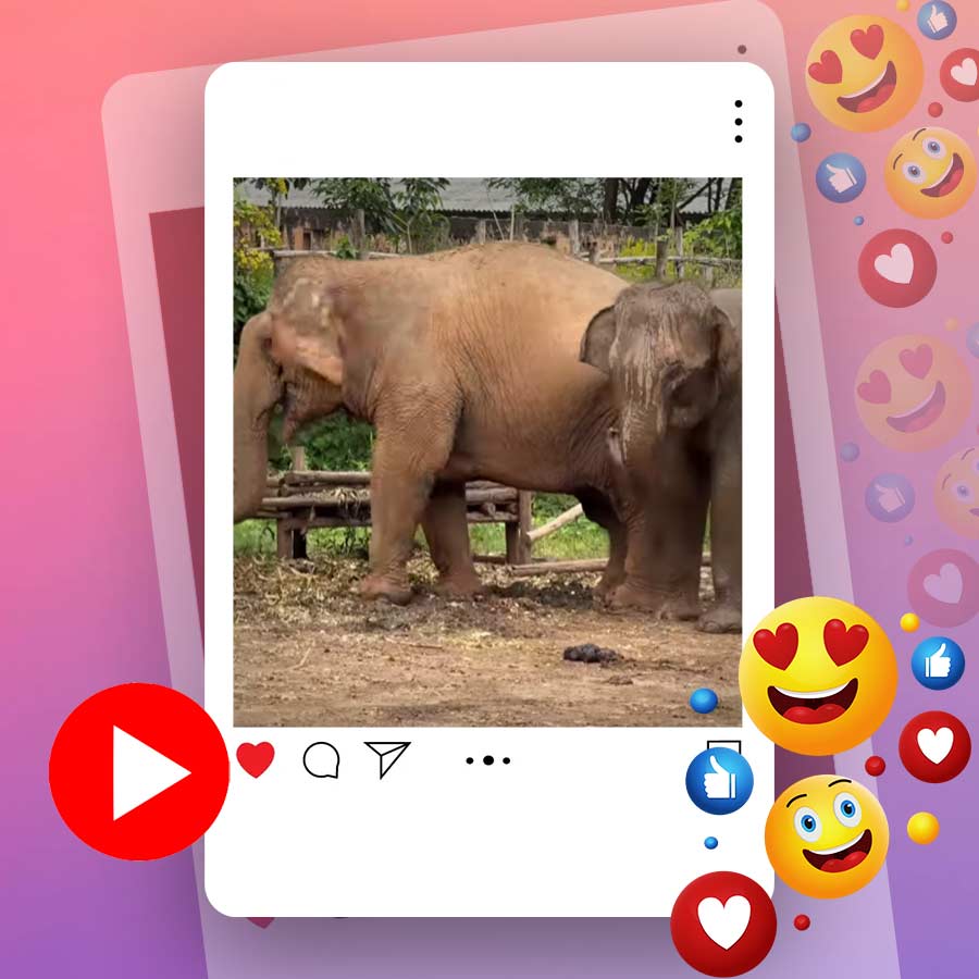 Video of baby elephant running back to his mother after wandering too far goes viral dgtl