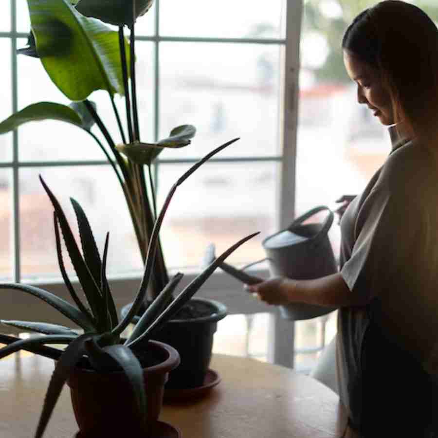 Essential tips to take care of your plants during Monsoon dgtl