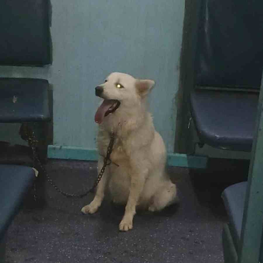 A pet dog found tied in sleeper coach, delays train by an hour in Bihar