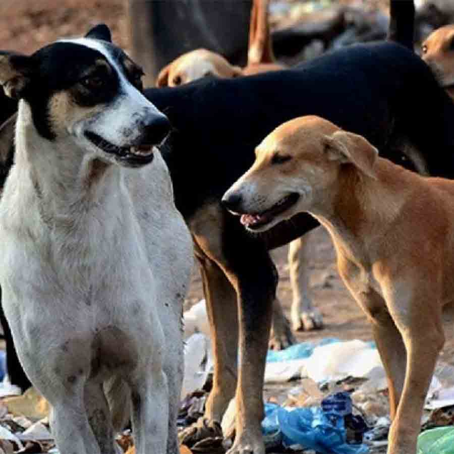 Speculations regarding Sterilization of street dogs in Kolkata