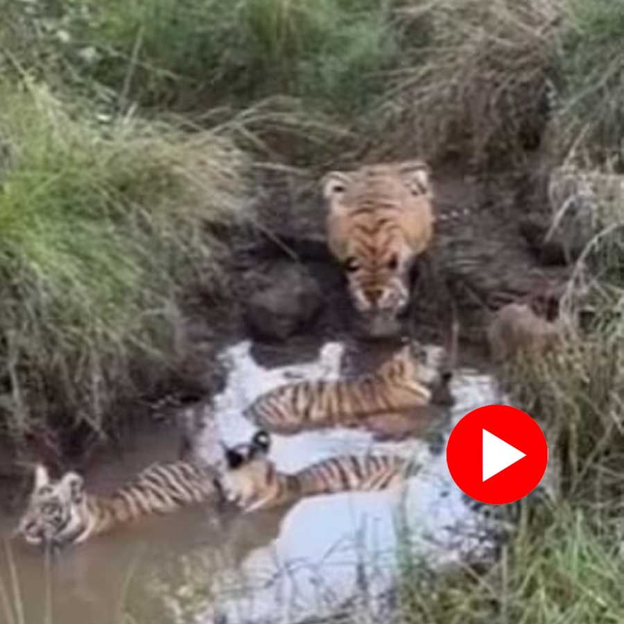 Video shows tigress guarding her cubs as they bath in the jungle