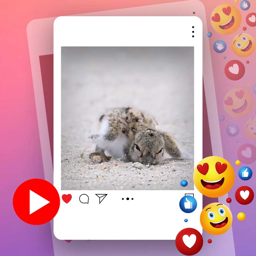 Video of baby American oystercatcher stumbling over tiny stick goes viral dgtl