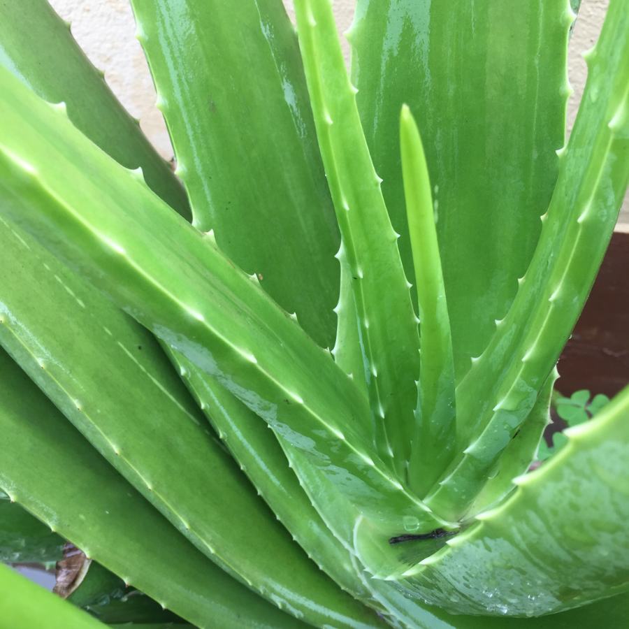 অ্যালোভেরা জেল: ২-৩ চামচ অ্যালোভেরা জেল নিন। সঙ্গে ১ চামচ মধু ও হলুদ গুঁড়ো মিশিয়ে মুখে লাগিয়ে নিন। মিনিট ১০-১৫ রেখে ধুয়ে ফেলুন। 