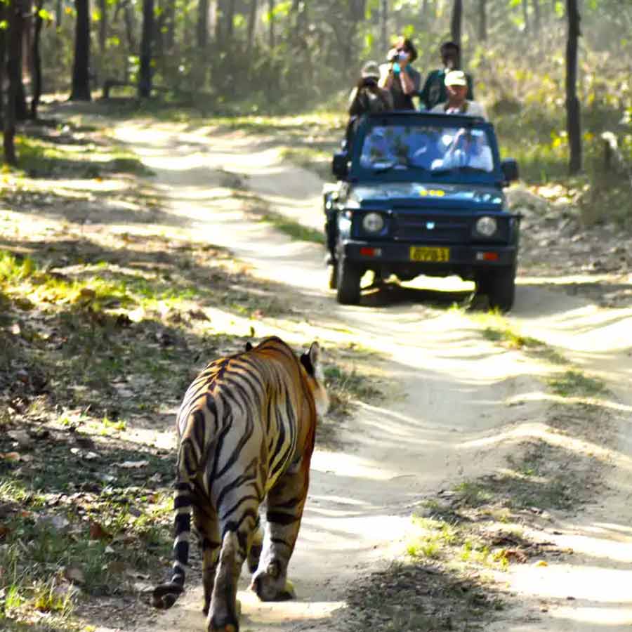 A guide abandons tourist as safari car breaks down in Ranthambore