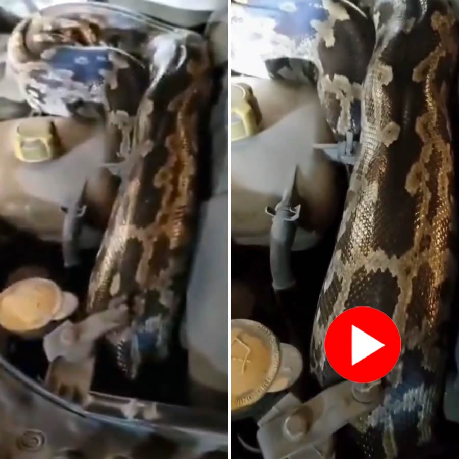 Viral Video | Video of massive python found inside car bonnet in Ajmer ...
