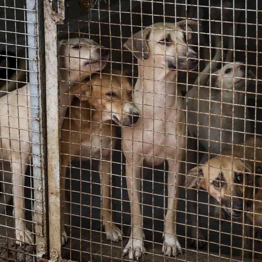 Controversy sparked after Supreme Court’s verdict on stray dogs in Delhi