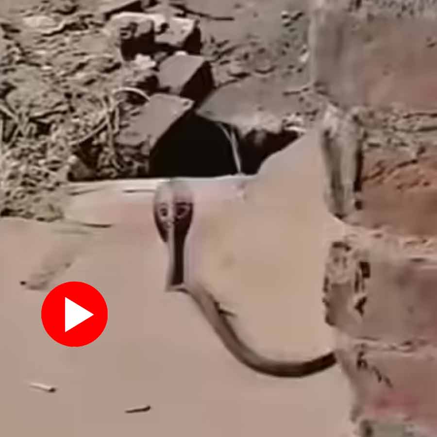 funny video shows a cobra runs away during play