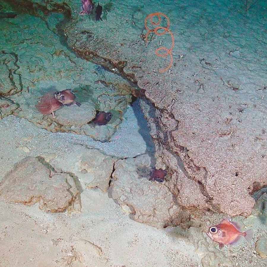 ‘আরআরএস ডিসকভারি’ এবং আলফা ক্রুসিসে সমুদ্র অভিযানের সময় গবেষকেরা লাল কাদামাটির অস্বাভাবিক স্তরটি দেখে তা নিয়ে পরীক্ষা-নিরীক্ষা শুরু করেন। ইংল্যান্ডের সাউদাম্পটনের সমুদ্রবিজ্ঞান কেন্দ্রের সামুদ্রিক ভূ-তত্ত্ববিদ ব্রামলি মুর্টন সেই অভিযানের সদস্য ছিলেন। তিনি জানান, মাটির নমুনা পরীক্ষা করার পর তাঁরা গ্রীষ্মমণ্ডলীয় অঞ্চলের ভূ-ত্বকের সঙ্গে এর সাদৃশ্য খুঁজে পেয়েছেন।