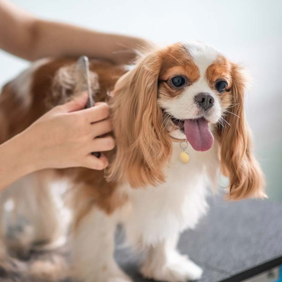 Autopsies of seven pets rescued from Parnasree's house underway, says Kolkata Police dgtl