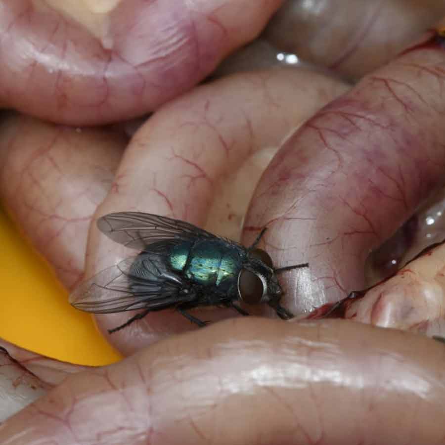 Research on Blow Flies can provide wildlife forensic investigators a new tool to solve crimes dgtl